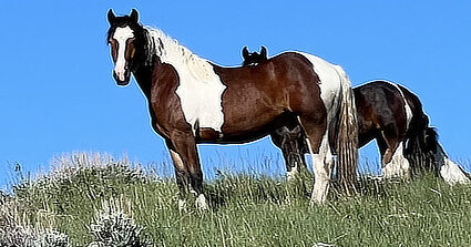 Blue Dragonfly Horses, Montana