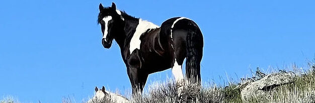 Blue Dragonfly Horses, Montana